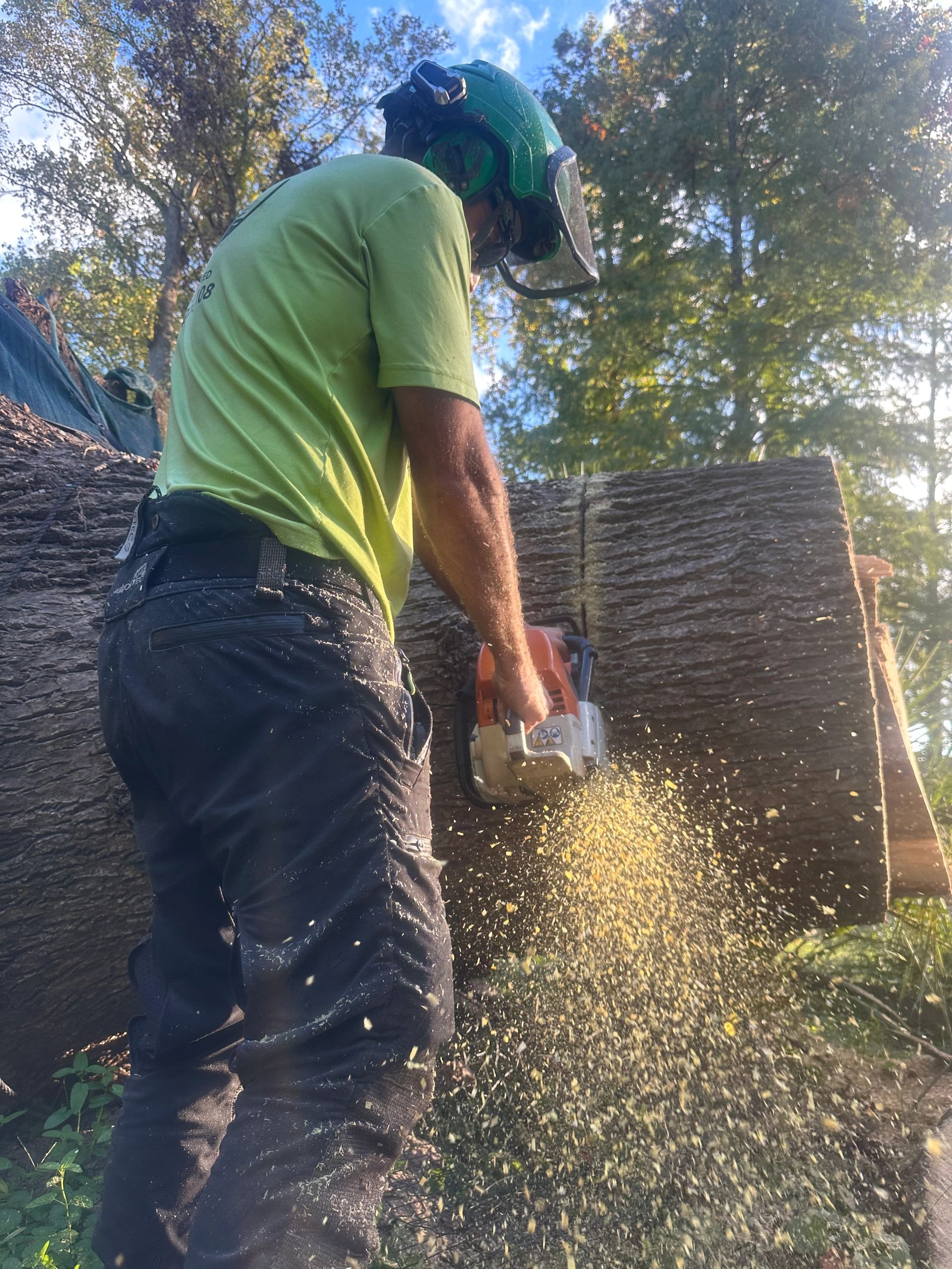 Canopy Tree Service — Clean & Natural variant